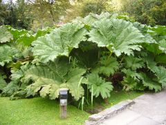 Gunnera Manicata (Dinosaur Food)