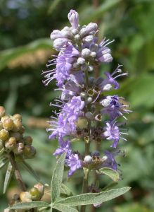 Vitex Agnus-Castus