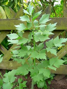 Lovage Seeds