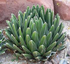 Agave
