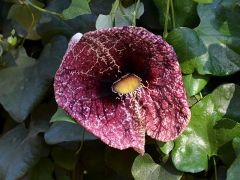 Aristolochia Elegans (Aristolochia Littoralis, Dutchman's Pipe, Calico Flower)