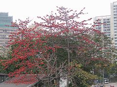 Cotton-Tree-Seeds-Red-Silk-Cotton-Red-Cotton-Tree-Bombax-Ceiba-Seeds