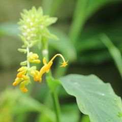 Globba Schomburgkii Seeds (Dancing Girl Ginger Seeds)