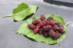 Morus Alba Seeds (White Mulberry Seeds, Silkworm Mulberry Seeds)
