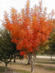 Pistacia Chinensis Seeds (Chinese Pistachio Seeds, Chinese Pistache Seeds)