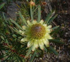 Protea Scolymocephala