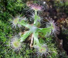 Drosera Androsaceae Seeds (Cone Sundew)