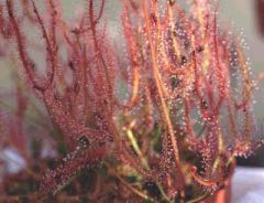 Drosera Binata Red