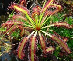 Drosera Capensis Broad Leaves