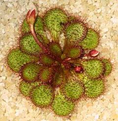 Drosera Lowriei