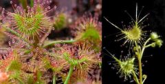 Drosera Peltata