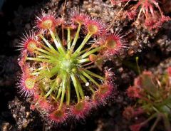 Drosera Pygmaea