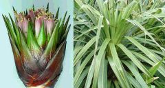 Greigia Sphacelata (Bromeliad)