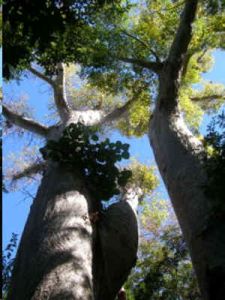Adansonia Madagascariensis Baobab Tree