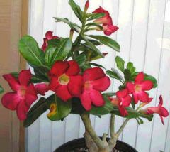 Adenium Obesum Arrogant