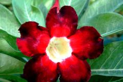 Adenium Obesum Black Beauty