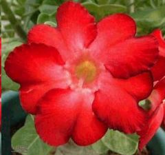 Adenium Obesum Black Warrior