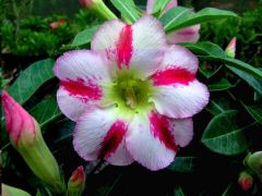 Adenium Obesum Fragrant Delight