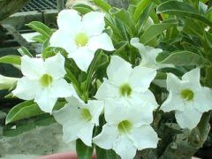 Adenium Obesum Fragrant Star