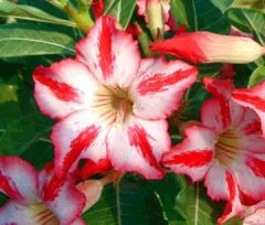 Adenium Obesum Harry Potter