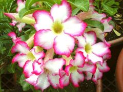 Adenium Obesum Kiss Star
