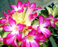 Adenium Obesum Noble