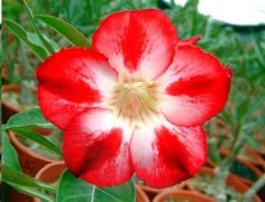 Adenium Obesum Star of Tomorrow