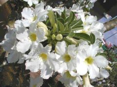 Adenium Obesum Star-Studded Sky