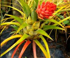 Aechmea Recurvata