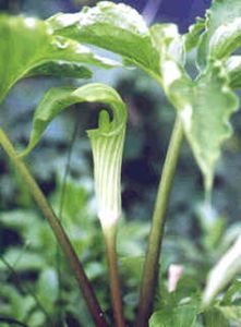 Arisaema Amurense (Jack-in-the-Pulpit)