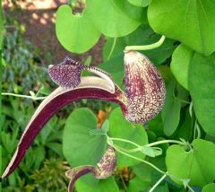 Aristolochia Ringens (Gaping Dutchman's Pipe)