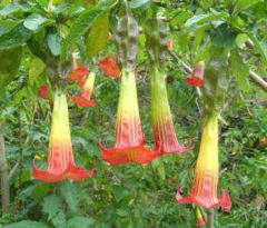 Brugmansia Sanguinea (Red Angel's Trumpet)