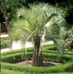 Butia Capitata Nana (Jelly Palm, Pindopalm, Wine Palm)