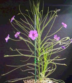 Byblis Lamellata (Rainbow Plant)