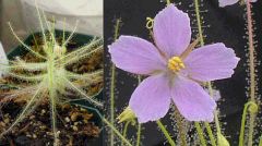 Byblis Liniflora (Rainbow Plant)