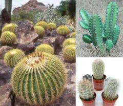 Graines Cactus (En Mélange)