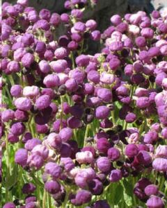 Calceolaria Arachnoidea (Capachito)