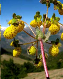 Calceolaria Corymbosa Floccosa (Calceolaria)