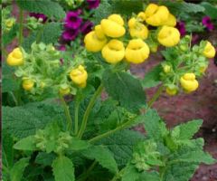 Calceolaria Integrifolia (Slipperwort, Pocketbook Plant)