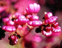 Pocketbook Flower - (Calceolaria Purpurea)