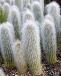 Cleistocactus