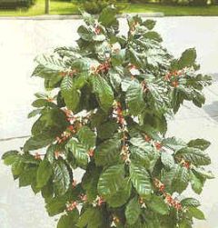 Coffea Arabica Nana (Arabian Coffee)