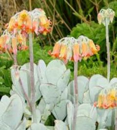 Cotyledon