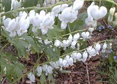 Dicentra Spectabilis White  (Bleading Heart