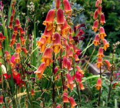 Dusky Maid Sunset Foxglove Seeds