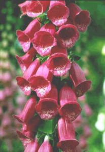 Purple Foxglove - Digitalis Purpurea Purpurea