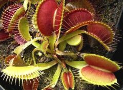 Dionaea Muscipula Giant Forms Mix (Venus Flytrap)