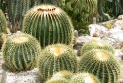Echinocactus