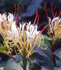Hedychium Ellipticum (Rock Butterfly Lily)