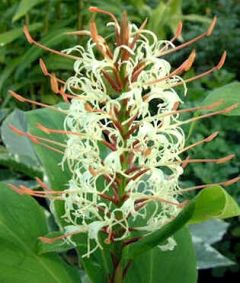Hedychium Gracile (Salmon Gingerlily)